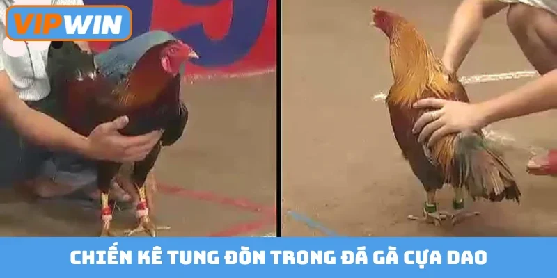 Chiến kê tung đòn trong đá gà cựa dao